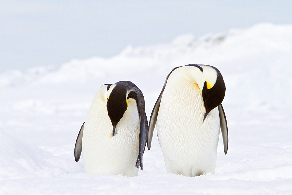 Adult emperor penguin (Aptenodytes forsteri) on sea ice near Snow Hill Island in the Weddell Sea, Antarctica.