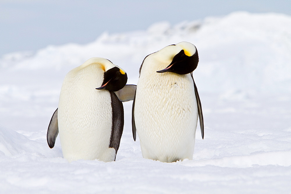 Adult emperor penguin (Aptenodytes forsteri) on sea ice near Snow Hill Island in the Weddell Sea, Antarctica. 