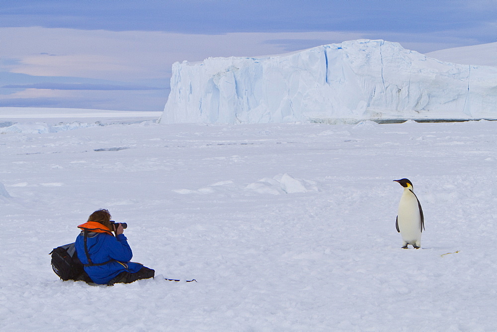 Adult emperor penguin (Aptenodytes forsteri) on sea ice near Snow Hill Island in the Weddell Sea, Antarctica.