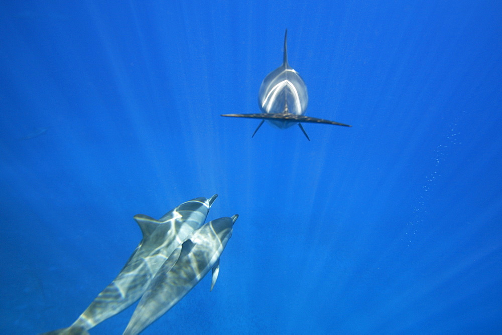 Hawaiian spinner dolphin pod (Stenella longirostris) underwater in the AuAu Channel off the coast of Maui, Hawaii, USA. Pacific Ocean. 