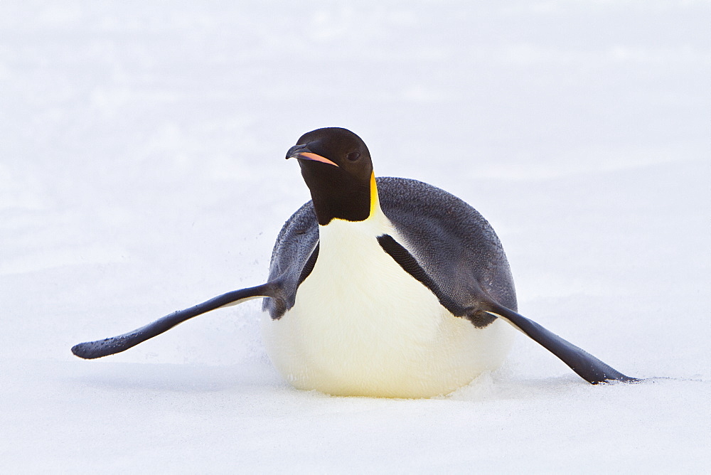 Adult emperor penguin (Aptenodytes forsteri) on sea ice near Snow Hill Island in the Weddell Sea, Antarctica. 