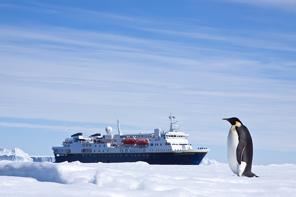 Adult emperor penguin (Aptenodytes forsteri) on sea ice near Snow Hill Island in the Weddell Sea, Antarctica.