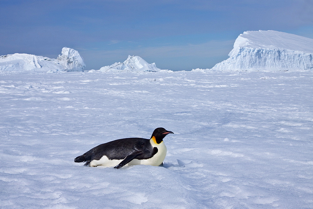 Adult emperor penguin (Aptenodytes forsteri) on sea ice near Snow Hill Island in the Weddell Sea, Antarctica.