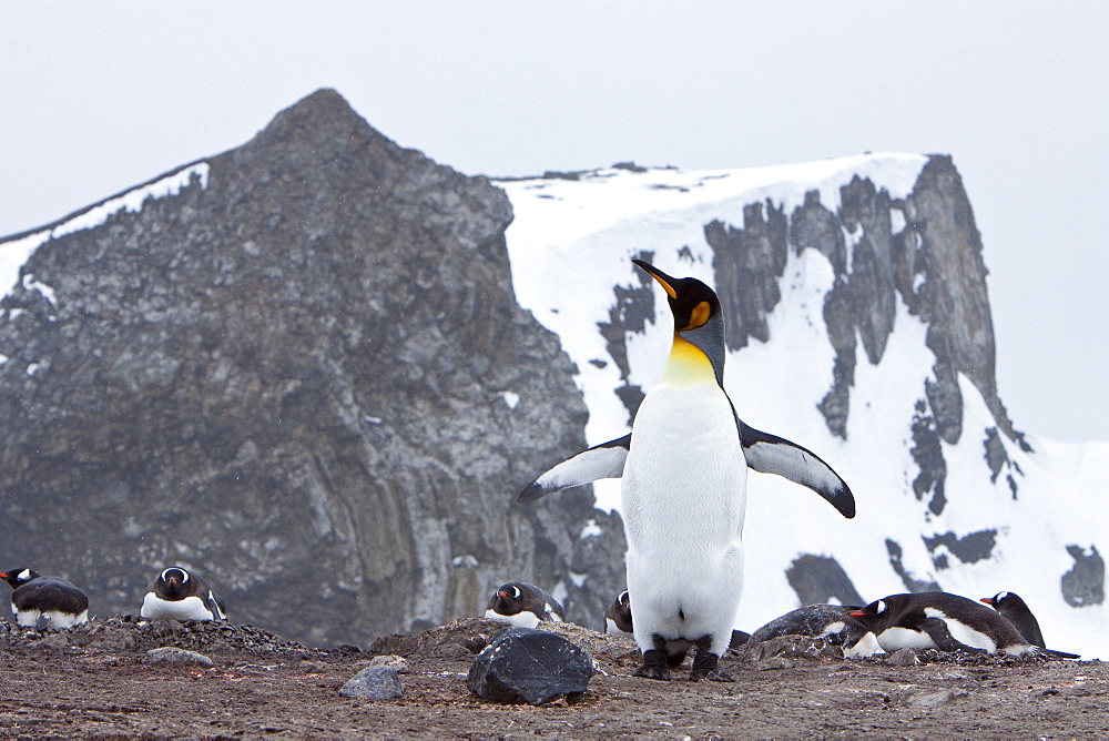 A rare sighting of a lone adult king penguin (Aptenodytes patagonicus), Barrentos Island, South Shetland Islands, Antarctica, Southern Ocean