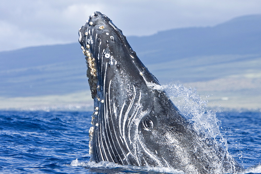 Humpback whale (Megaptera novaeangliae) in the AuAu Channel between the islands of Maui and Lanai, Hawaii, USA