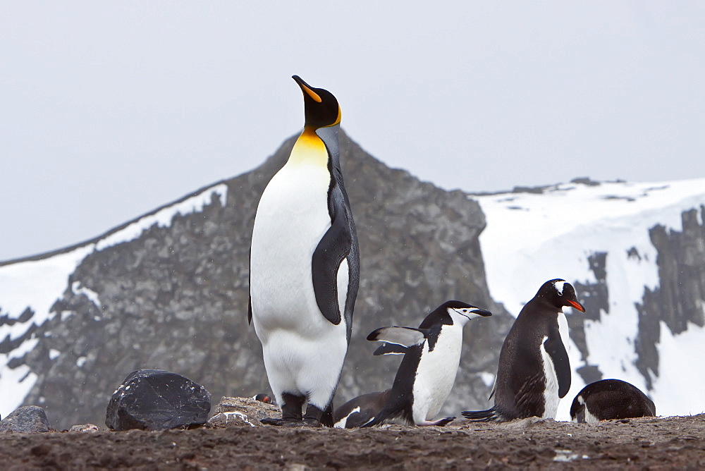 A rare sighting of a lone adult king penguin (Aptenodytes patagonicus), Barrentos Island, South Shetland Islands, Antarctica, Southern Ocean