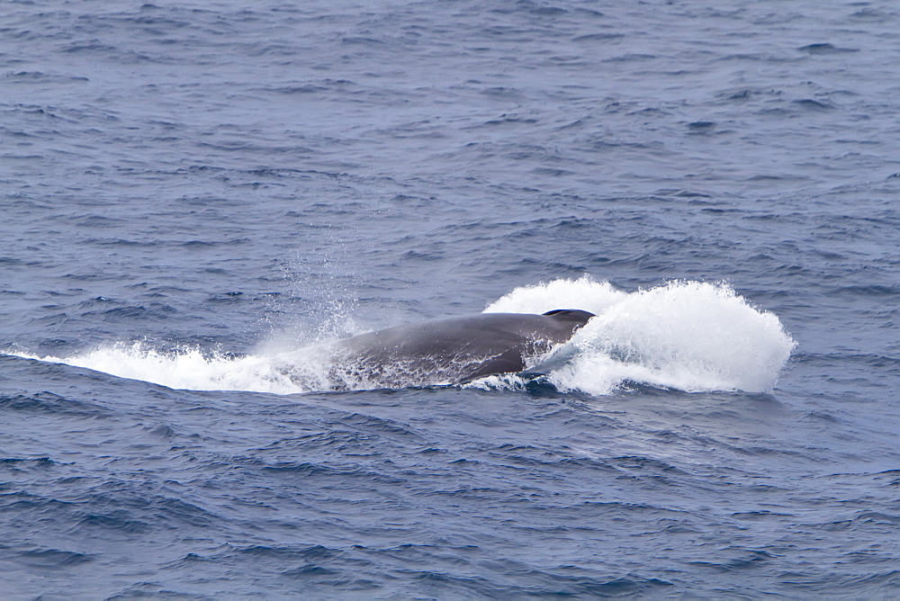 Adult Fin Whale (Balaenoptera physalus) power lunging in the Drake Passage between South America and the Antarctic Peninsula, Southern Ocean