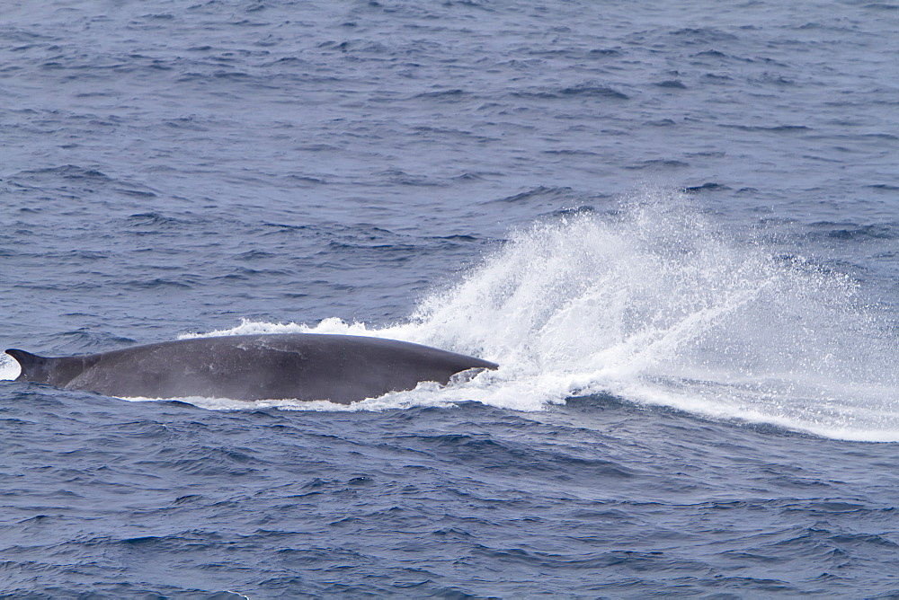 Adult Fin Whale (Balaenoptera physalus) power lunging in the Drake Passage between South America and the Antarctic Peninsula, Southern Ocean