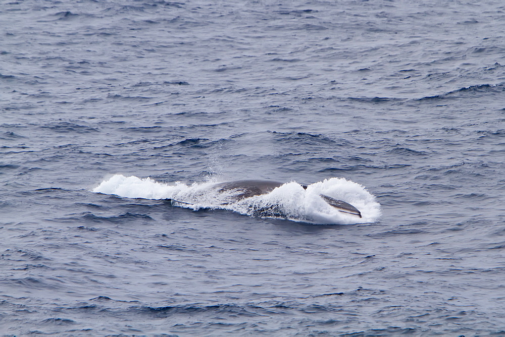 Adult Fin Whale (Balaenoptera physalus) power lunging in the Drake Passage between South America and the Antarctic Peninsula, Southern Ocean