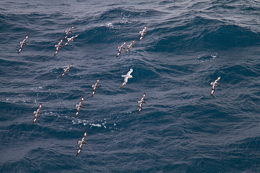 Adult cape petrels (Daption capense) following the ship in the Drake Passage, Southern Ocean