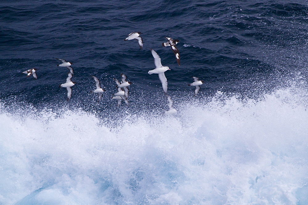 Adult cape petrels (Daption capense) following the ship in the Drake Passage, Southern Ocean