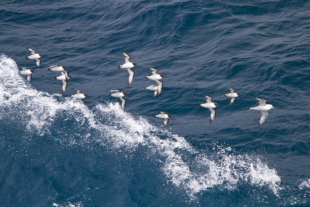 Adult cape petrels (Daption capense) following the ship in the Drake Passage, Southern Ocean