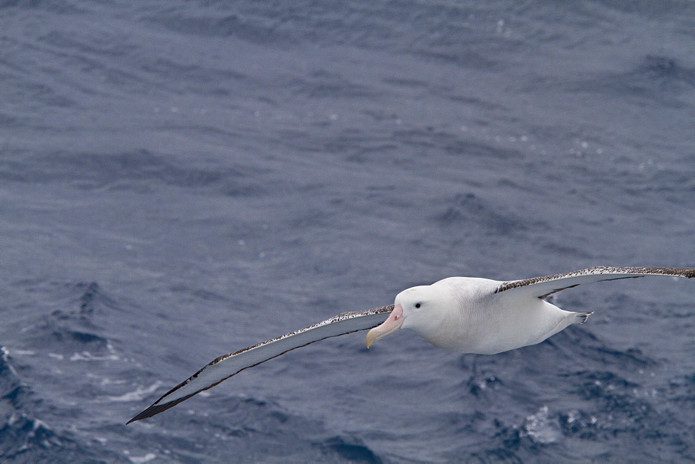 Adult wandering albatross (Diomedea exulans) on the wing in the Drake Passage between the tip of South America and the Antarctic Peninsula, Southern Ocean