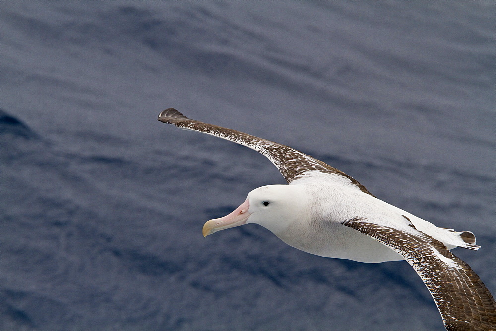 Adult wandering albatross (Diomedea exulans) on the wing in the Drake Passage between the tip of South America and the Antarctic Peninsula, Southern Ocean