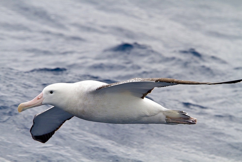 Adult wandering albatross (Diomedea exulans) on the wing in the Drake Passage between the tip of South America and the Antarctic Peninsula, Southern Ocean