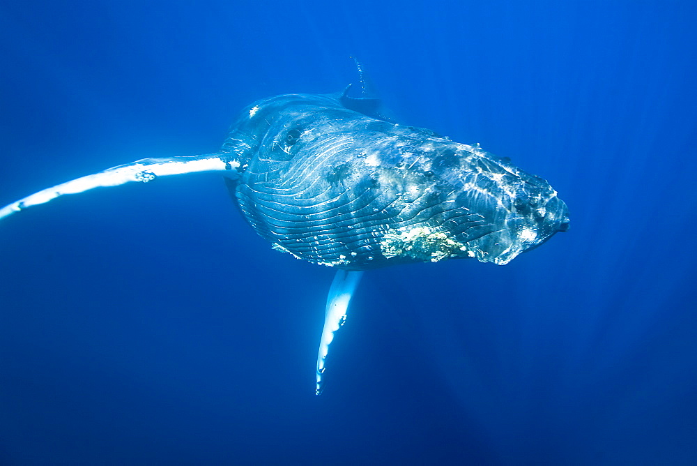 Humpback whale (Megaptera novaeangliae) underwater in the AuAu Channel between the islands of Maui and Lanai, Hawaii, USA