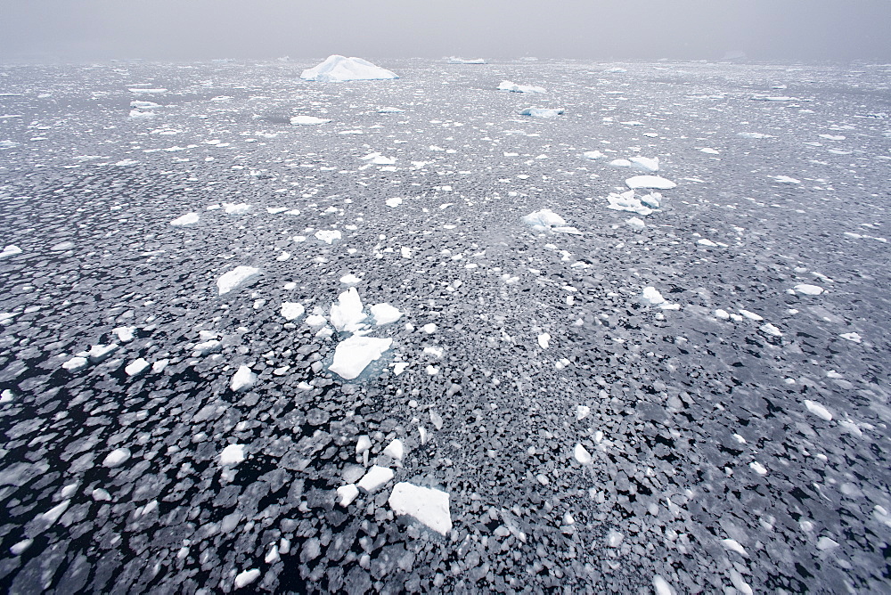 Blizzard conditions cause the ocean's surface to begin to freeze in Dahlmann Bay, Antarctica, Southern Ocean. MORE INFO First signs of grease ice as the surface of the sea begins to freeze.