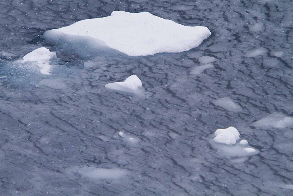 Blizzard conditions cause the ocean's surface to begin to freeze in Dahlmann Bay, Antarctica, Southern Ocean. MORE INFO First signs of grease ice as the surface of the sea begins to freeze.