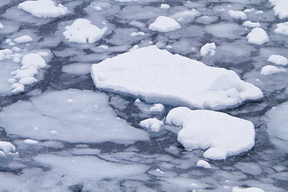 Blizzard conditions cause the ocean's surface to begin to freeze in Dahlmann Bay, Antarctica, Southern Ocean. MORE INFO First signs of grease ice as the surface of the sea begins to freeze.