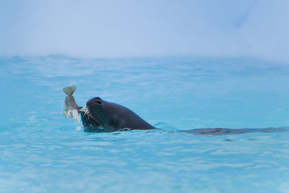 Adult leopard seal (Hydrurga leptonyx) eating ice cod near Booth Island, Antarctica, Southern Ocean