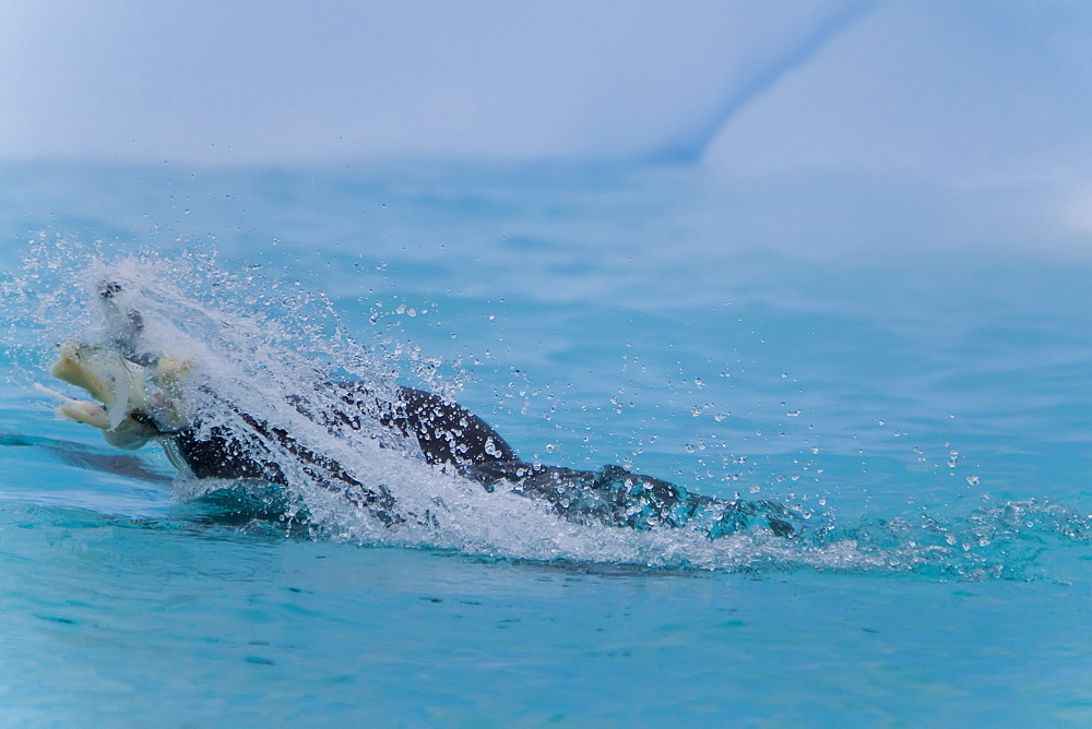 Adult leopard seal (Hydrurga leptonyx) eating ice cod near Booth Island, Antarctica, Southern Ocean