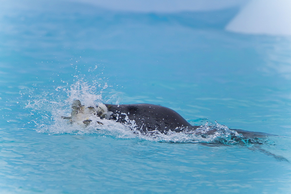 Adult leopard seal (Hydrurga leptonyx) eating ice cod near Booth Island, Antarctica, Southern Ocean