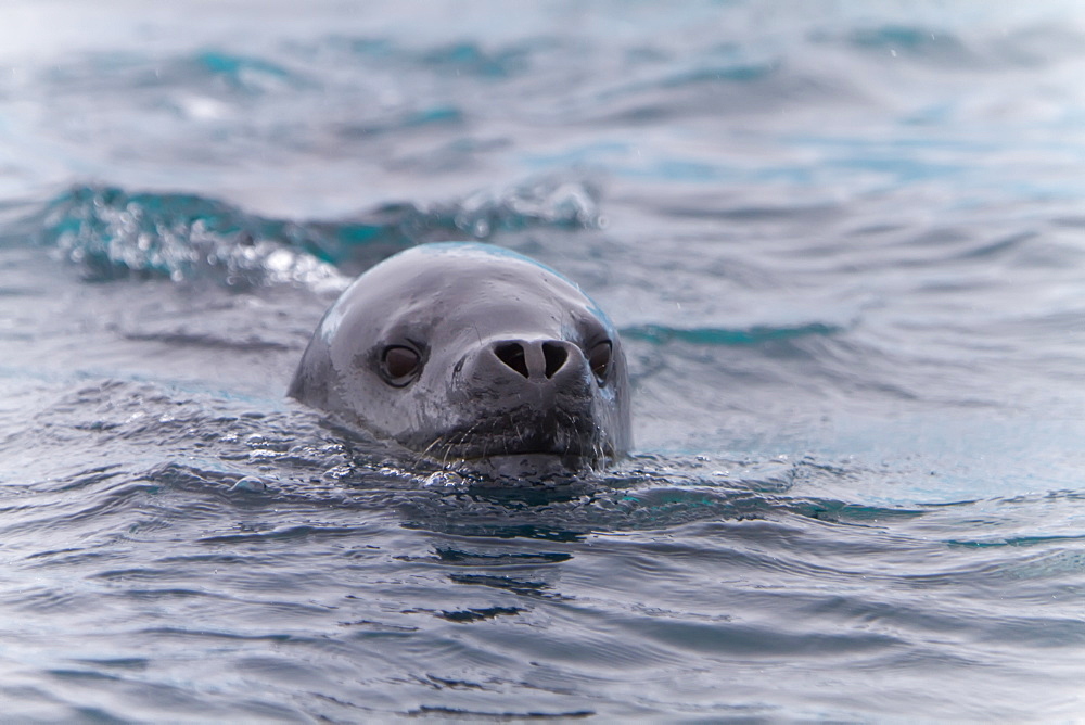 Curious adult leopard seal (Hydrurga leptonyx) approaches Zodiac near Booth Island, Antarctica, Southern Ocean