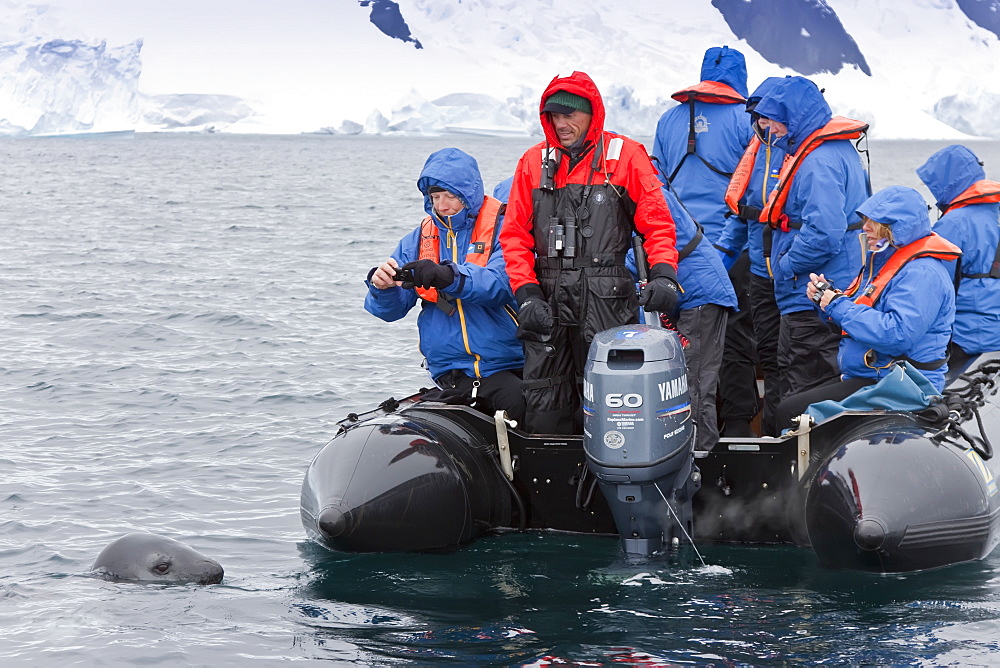 Curious adult leopard seal (Hydrurga leptonyx) approaches Zodiac near Booth Island, Antarctica, Southern Ocean