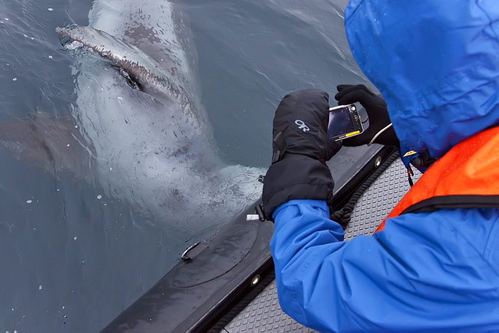 Curious adult leopard seal (Hydrurga leptonyx) approaches Zodiac near Booth Island, Antarctica, Southern Ocean