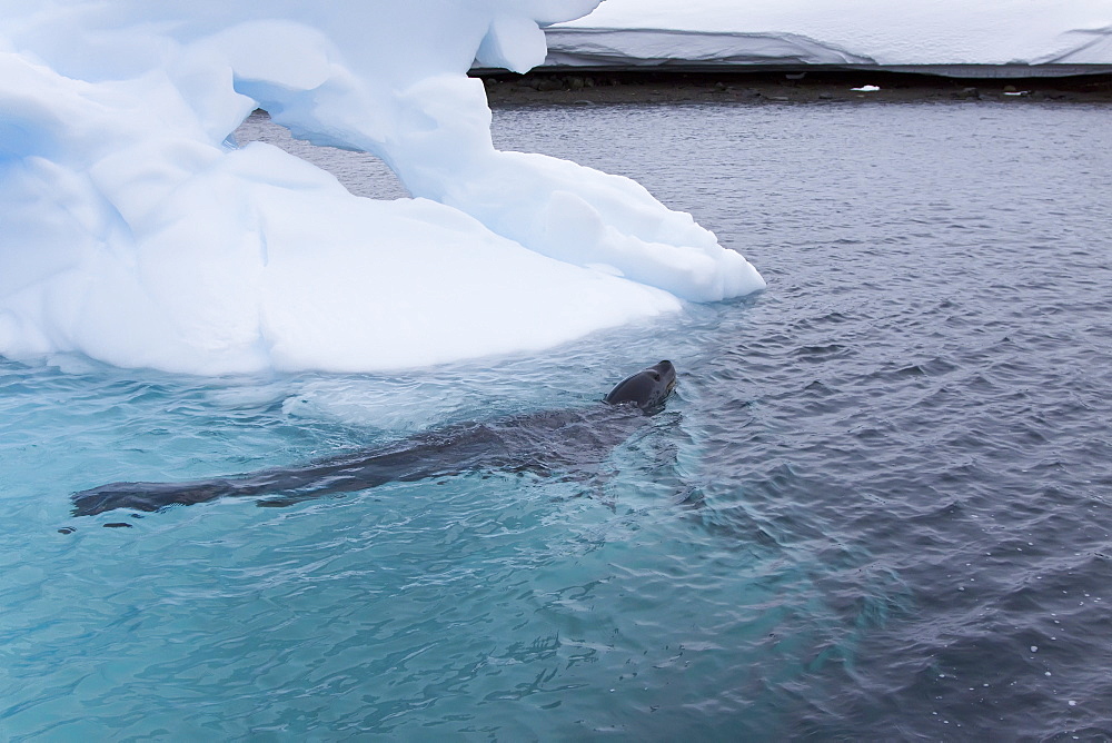 Curious adult leopard seal (Hydrurga leptonyx) approaches Zodiac near Booth Island, Antarctica, Southern Ocean