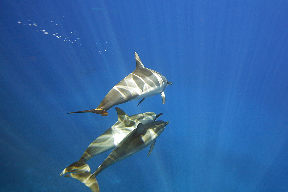 Hawaiian spinner dolphin pod (Stenella longirostris) underwater in the AuAu Channel off the coast of Maui, Hawaii, USA. Pacific Ocean.