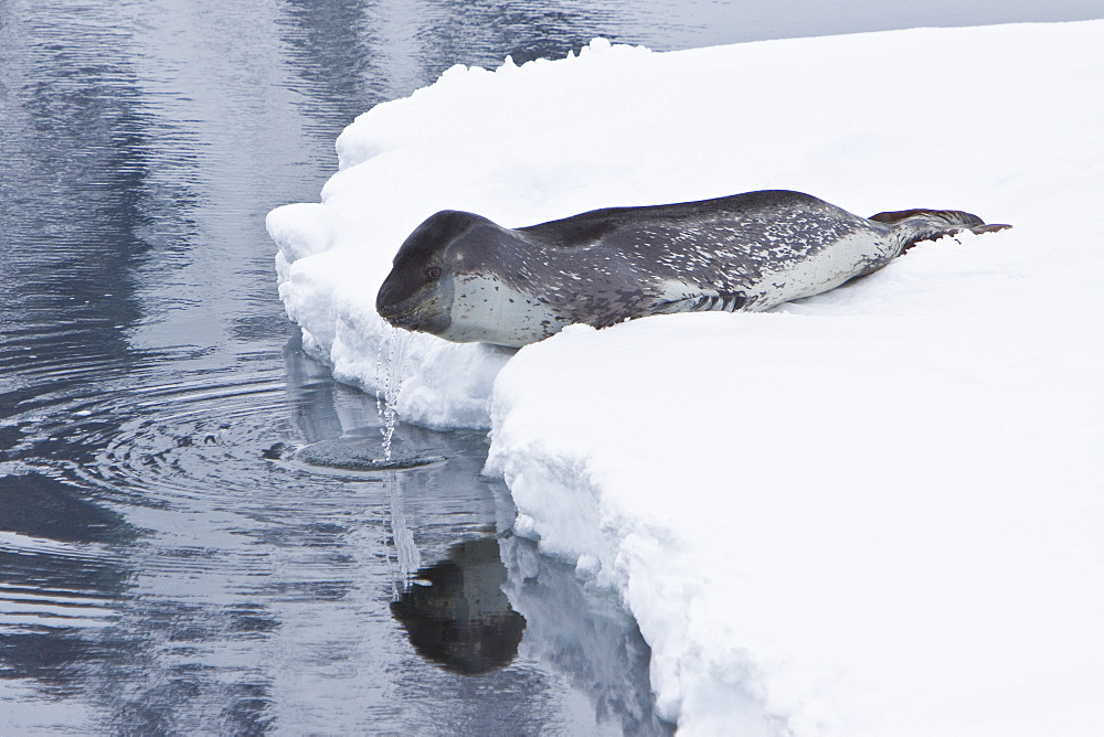 Adult leopard seal (Hydrurga leptonyx) hauled out on ice floe near the Antarctic Peninsula, Southern Ocean