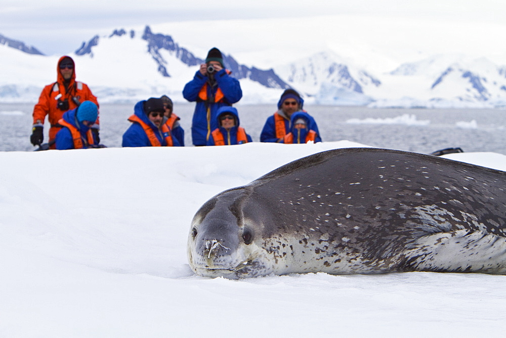 Adult leopard seal (Hydrurga leptonyx) hauled out on ice floe near the Antarctic Peninsula, Southern Ocean