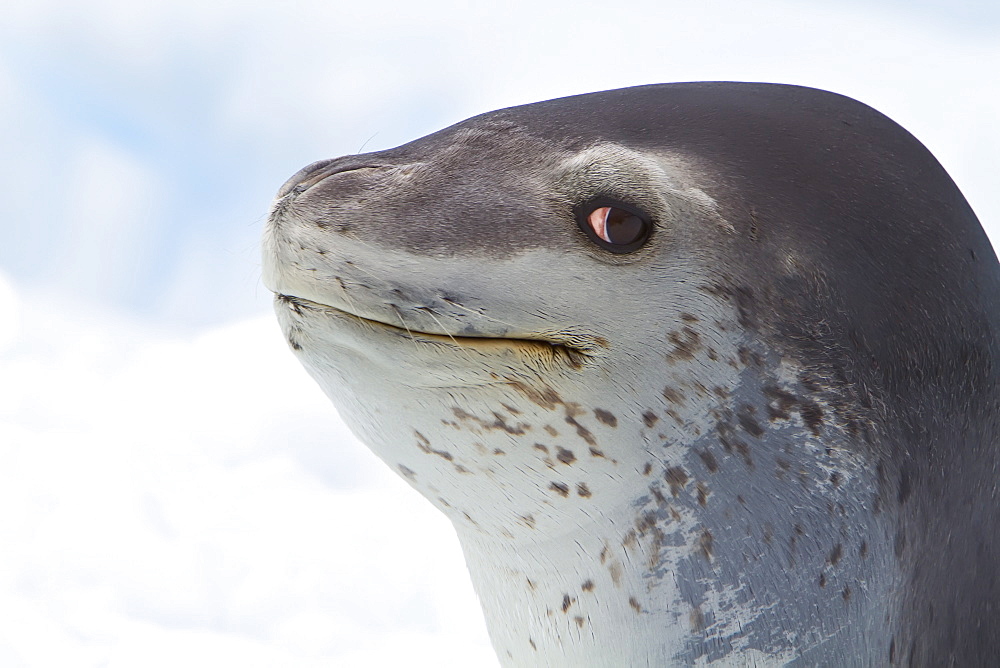 Adult leopard seal (Hydrurga leptonyx) hauled out on ice floe near the Antarctic Peninsula, Southern Ocean