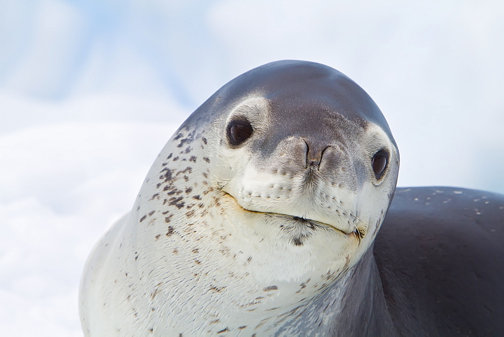 Adult leopard seal (Hydrurga leptonyx) hauled out on ice floe near the Antarctic Peninsula, Southern Ocean