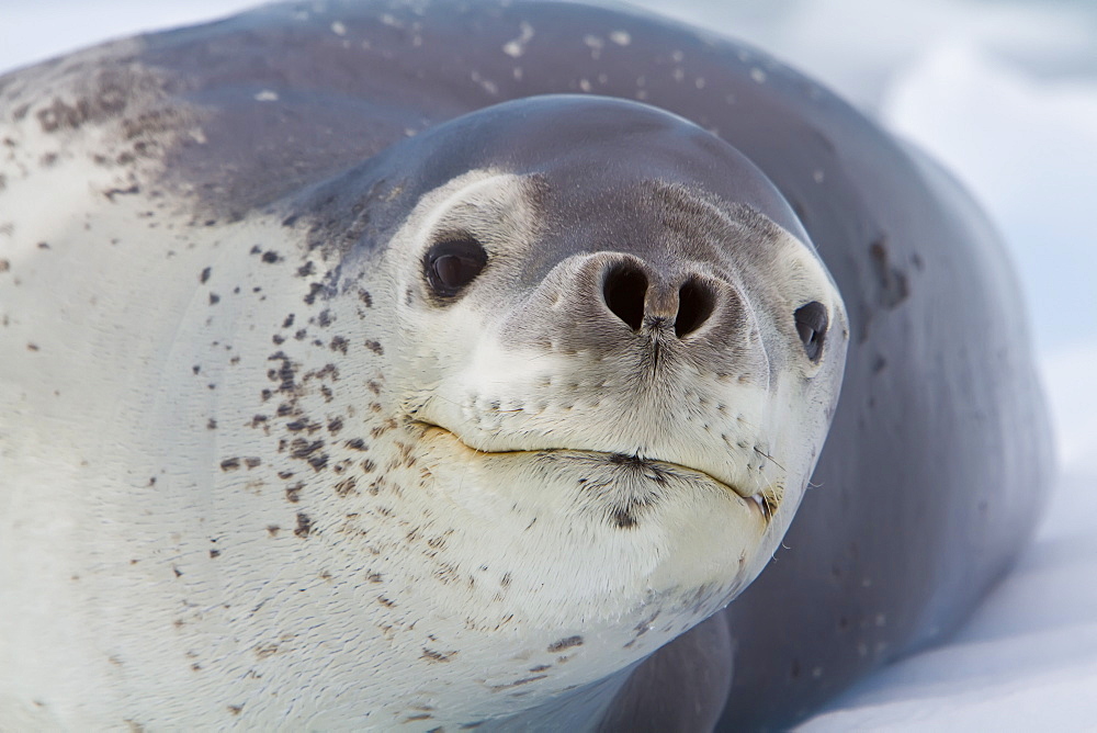 Adult leopard seal (Hydrurga leptonyx) hauled out on ice floe near the Antarctic Peninsula, Southern Ocean