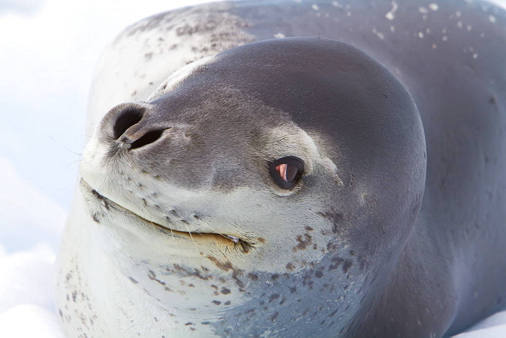 Adult leopard seal (Hydrurga leptonyx) hauled out on ice floe near the Antarctic Peninsula, Southern Ocean