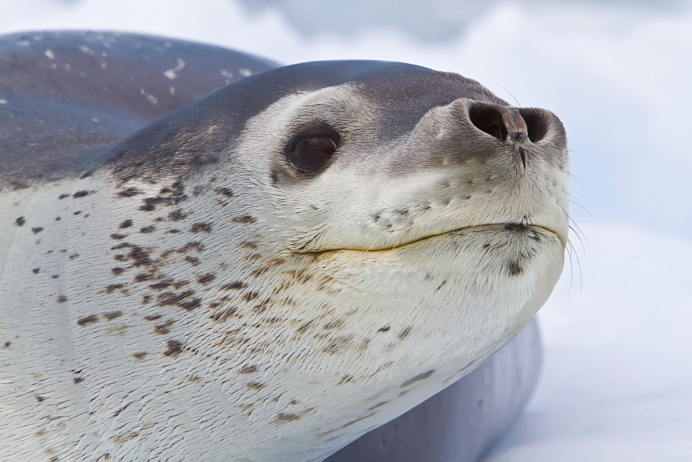 Adult leopard seal (Hydrurga leptonyx) hauled out on ice floe near the Antarctic Peninsula, Southern Ocean