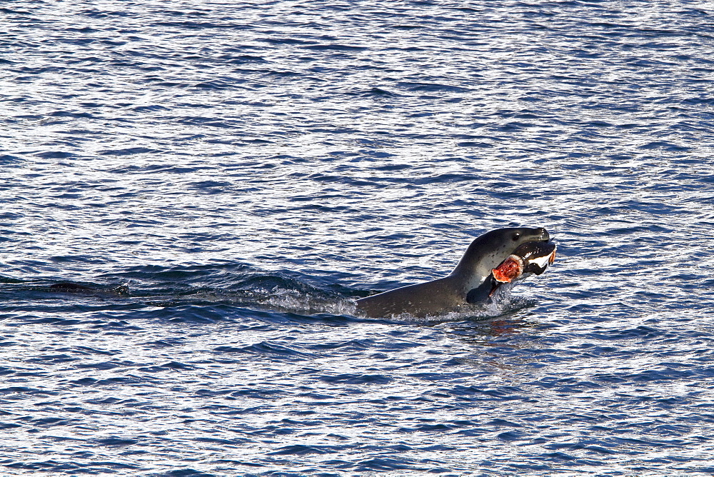 Adult female leopard seal (Hydrurga leptonyx) stalking, then killing and eating an adult gentoo penguin in Paradise Bay, Antarctica, Southern Ocean