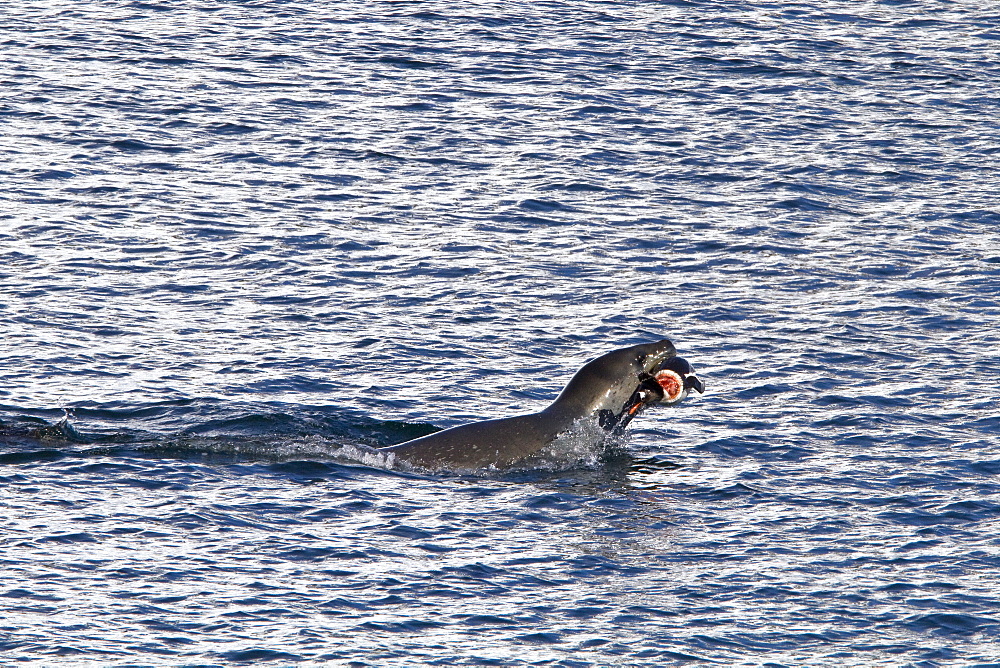 Adult female leopard seal (Hydrurga leptonyx) stalking, then killing and eating an adult gentoo penguin in Paradise Bay, Antarctica, Southern Ocean