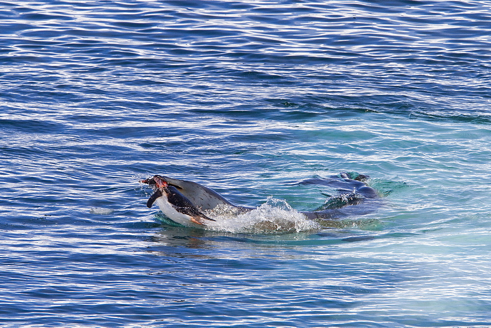 Adult female leopard seal (Hydrurga leptonyx) stalking, then killing and eating an adult gentoo penguin in Paradise Bay, Antarctica, Southern Ocean