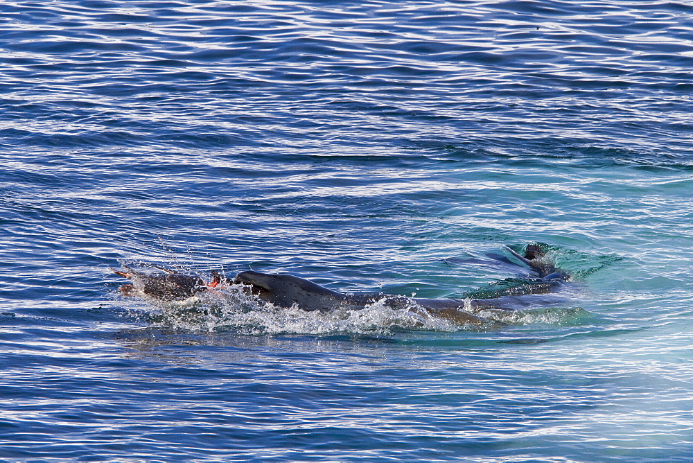 Adult female leopard seal (Hydrurga leptonyx) stalking, then killing and eating an adult gentoo penguin in Paradise Bay, Antarctica, Southern Ocean