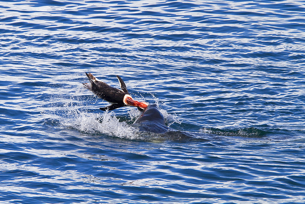 Adult female leopard seal (Hydrurga leptonyx) stalking, then killing and eating an adult gentoo penguin in Paradise Bay, Antarctica, Southern Ocean