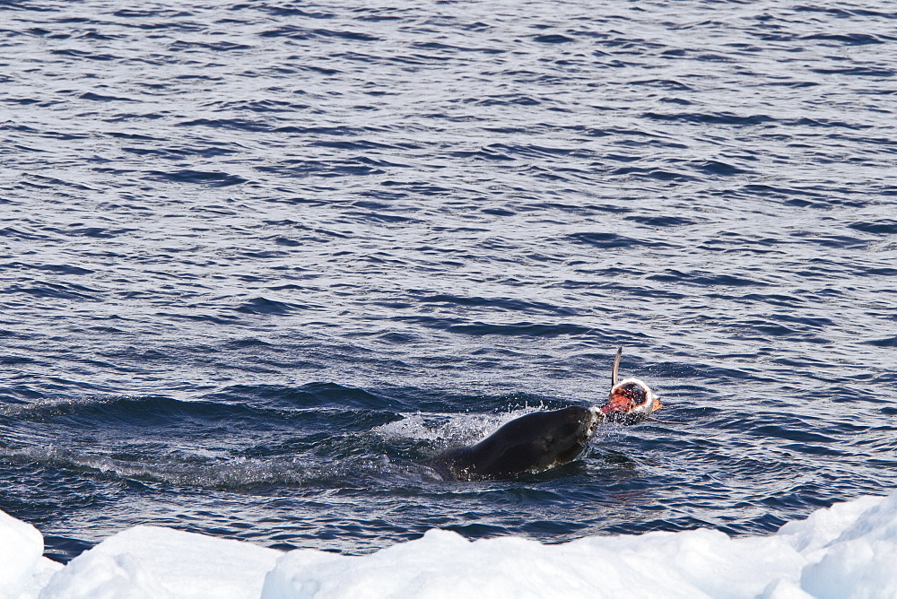 Adult female leopard seal (Hydrurga leptonyx) stalking, then killing and eating an adult gentoo penguin in Paradise Bay, Antarctica, Southern Ocean