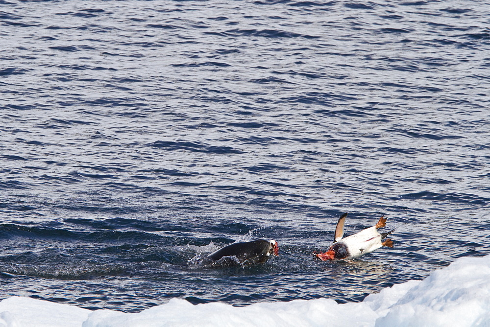 Adult female leopard seal (Hydrurga leptonyx) stalking, then killing and eating an adult gentoo penguin in Paradise Bay, Antarctica, Southern Ocean