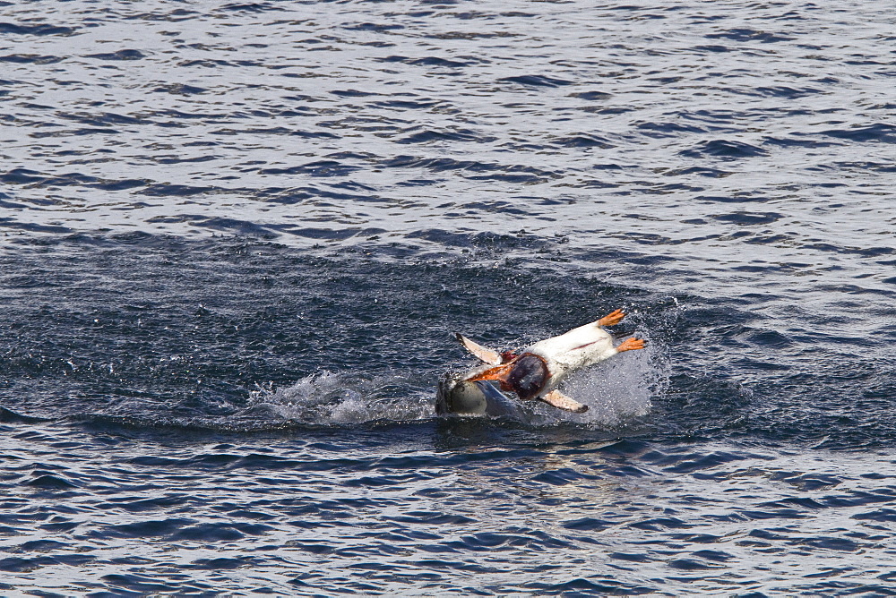 Adult female leopard seal (Hydrurga leptonyx) stalking, then killing and eating an adult gentoo penguin in Paradise Bay, Antarctica, Southern Ocean