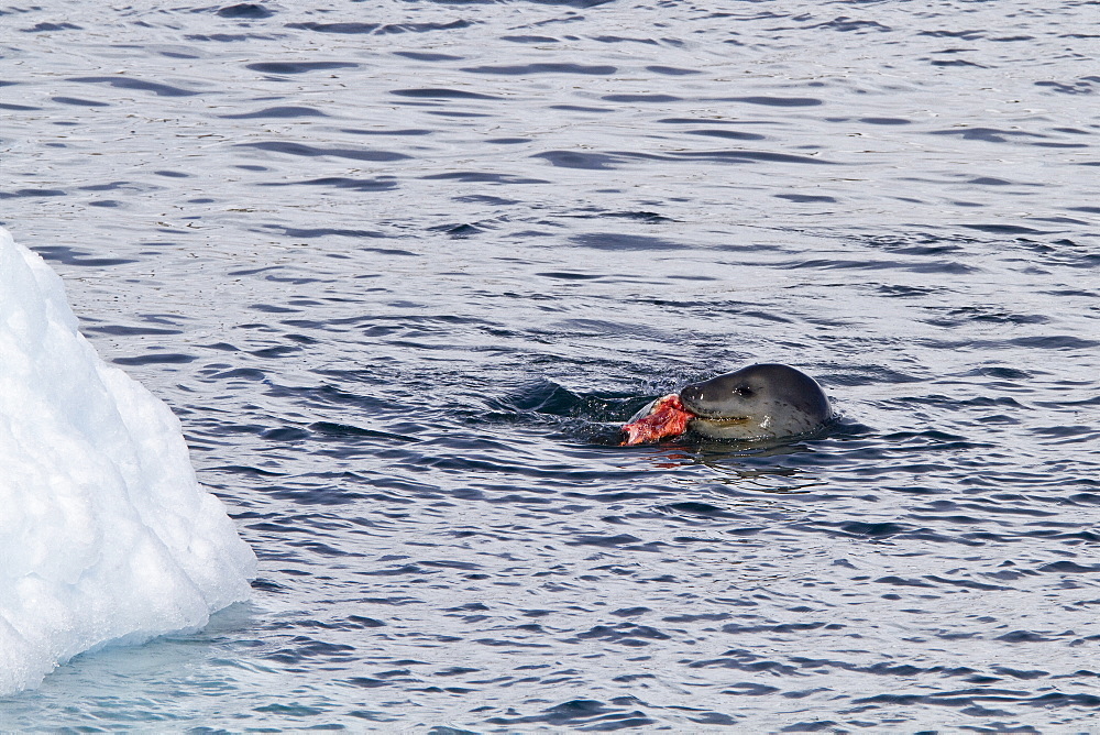 Adult female leopard seal (Hydrurga leptonyx) stalking, then killing and eating an adult gentoo penguin in Paradise Bay, Antarctica, Southern Ocean