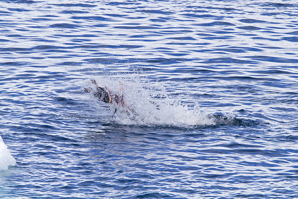 Adult female leopard seal (Hydrurga leptonyx) stalking, then killing and eating an adult gentoo penguin in Paradise Bay, Antarctica, Southern Ocean