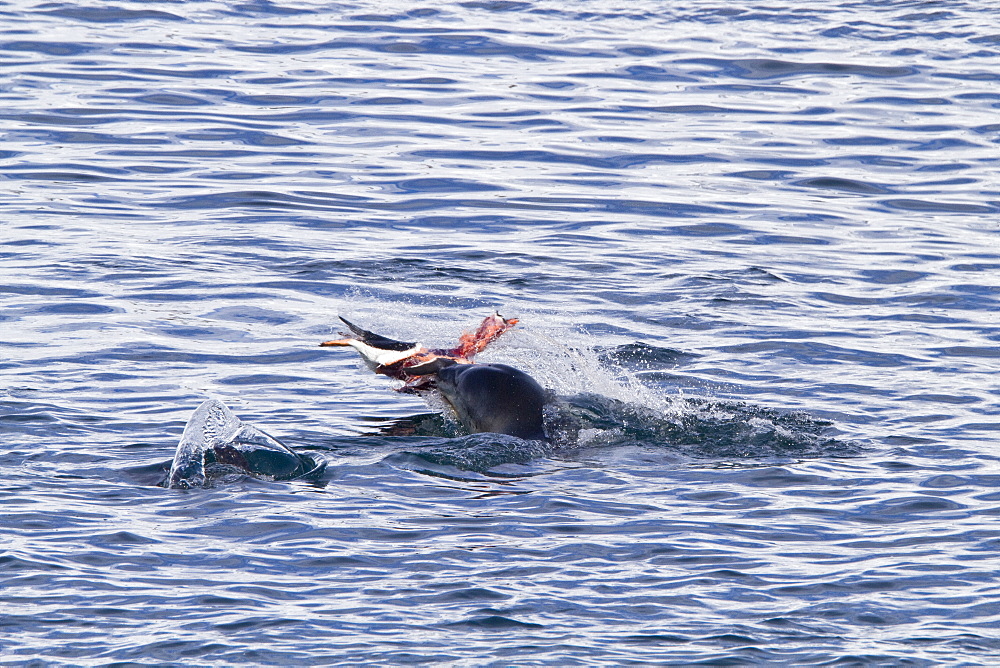 Adult female leopard seal (Hydrurga leptonyx) stalking, then killing and eating an adult gentoo penguin in Paradise Bay, Antarctica, Southern Ocean