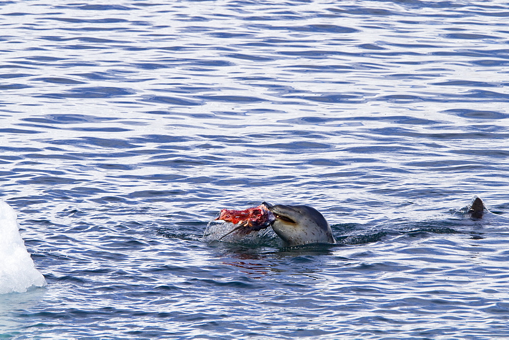 Adult female leopard seal (Hydrurga leptonyx) stalking, then killing and eating an adult gentoo penguin in Paradise Bay, Antarctica, Southern Ocean